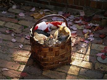 《FIFA 23》Switch版不会有任何新的模式和功能